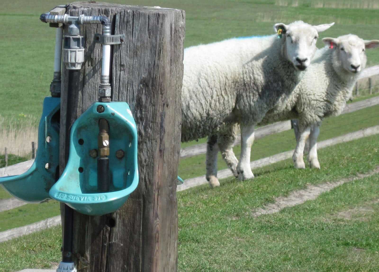 Ниппельная поилка для коз овец